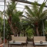 ...maestose cycas...